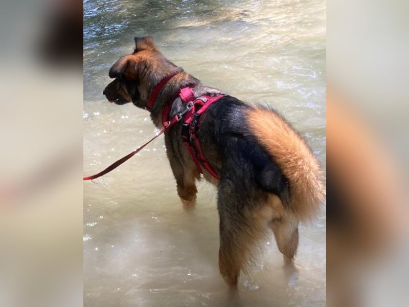 Intelligente Nelli wartet in 25474 Bönningstedt