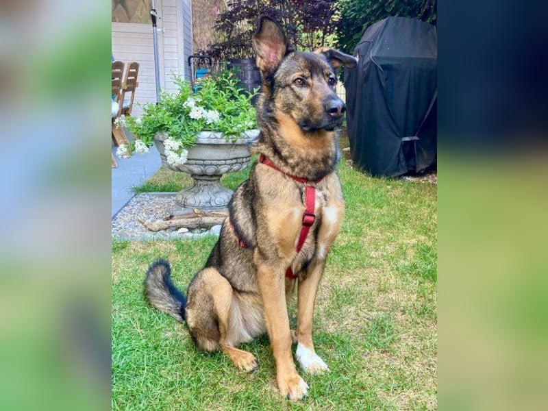 Schäfi-Mix ♥Nelli♥ wartet in 25474 Bönningstedt Schäfi-Mix ♥Nelli♥ wartet in 25474 Bönningstedt