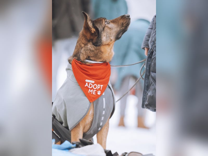 Lerne Nelli in 25474 Bönningstedt kennen