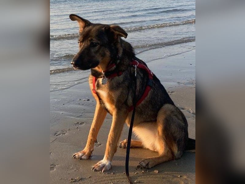 Schäfi-Mix ♥Nelli♥ wartet in 25474 Bönningstedt Schäfi-Mix ♥Nelli♥ wartet in 25474 Bönningstedt