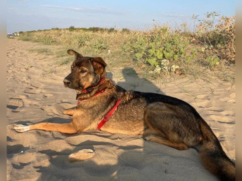 Schäfi-Mix ♥Nelli♥ wartet in 25474 Bönningstedt Schäfi-Mix ♥Nelli♥ wartet in 25474 Bönningstedt