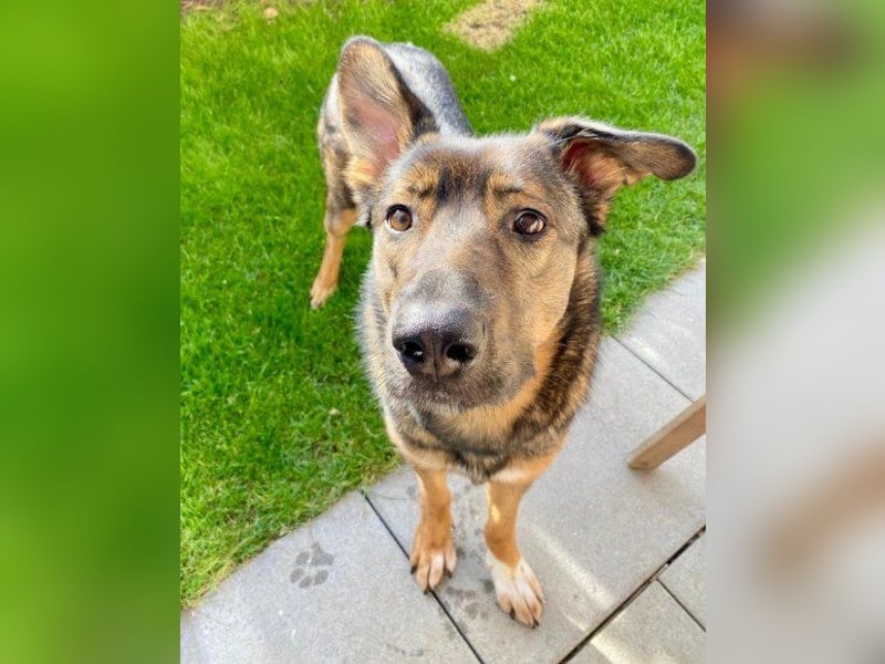 Schäfi-Mix ♥Nelli♥ wartet in 25474 Bönningstedt Schäfi-Mix ♥Nelli♥ wartet in 25474 Bönningstedt