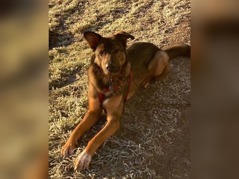 Lerne Nelli in 25474 Bönningstedt kennen