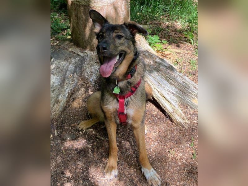 Lerne Nelli in 25474 Bönningstedt kennen ❤