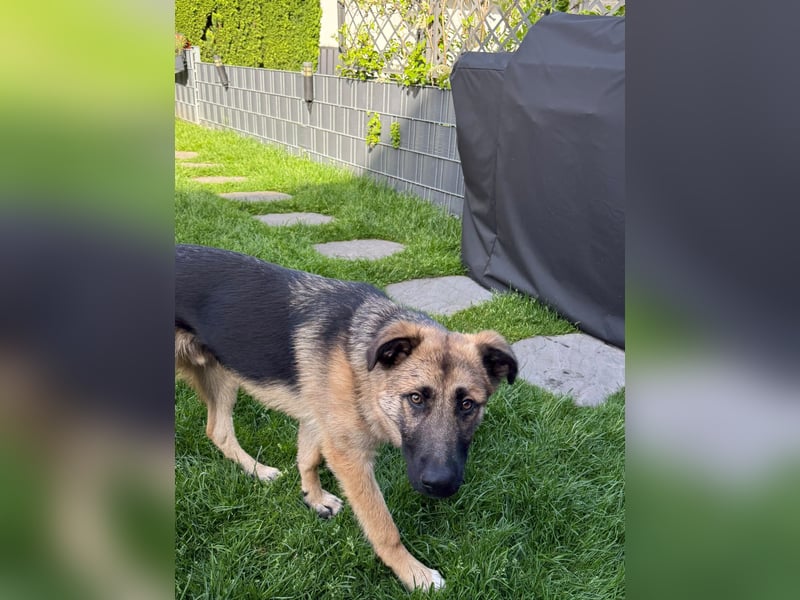 Filou- Schäferhund-MIx
