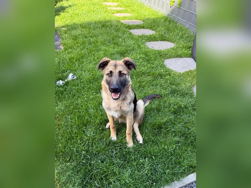 Filou- Schäferhund-MIx