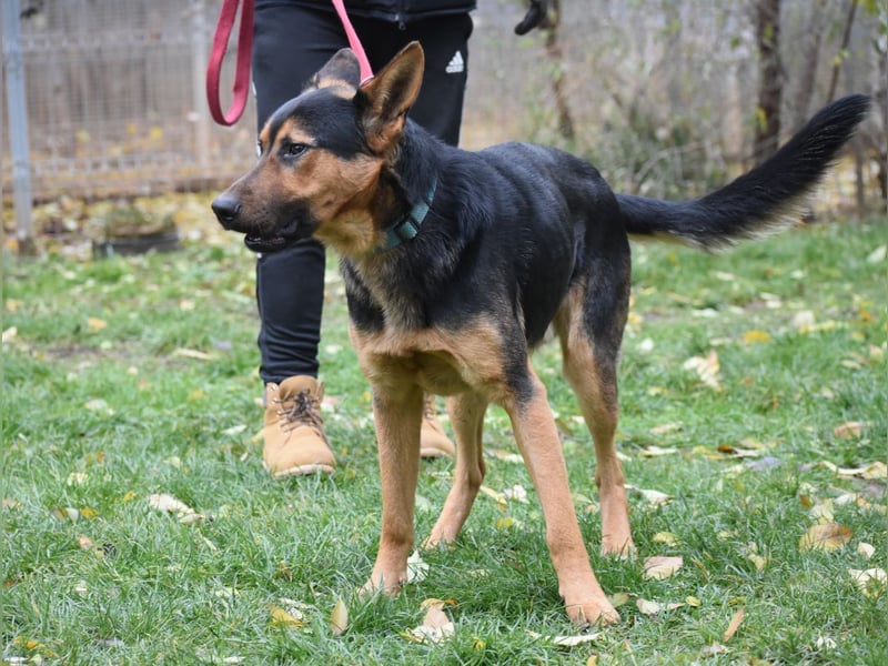 menschenbezogener Morris