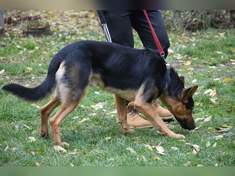 menschenbezogener Morris