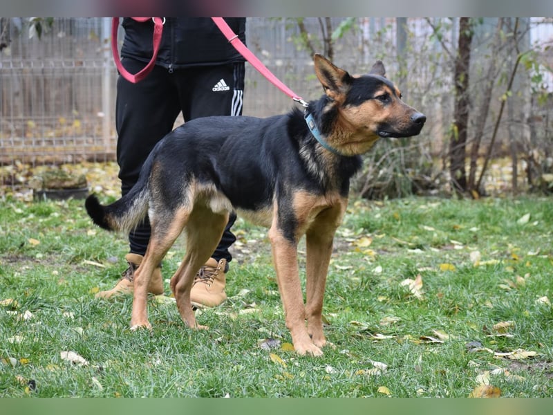 menschenbezogener Morris