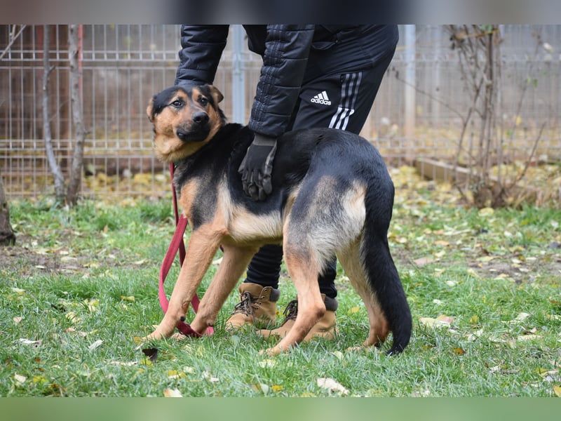 menschenbezogener Morris