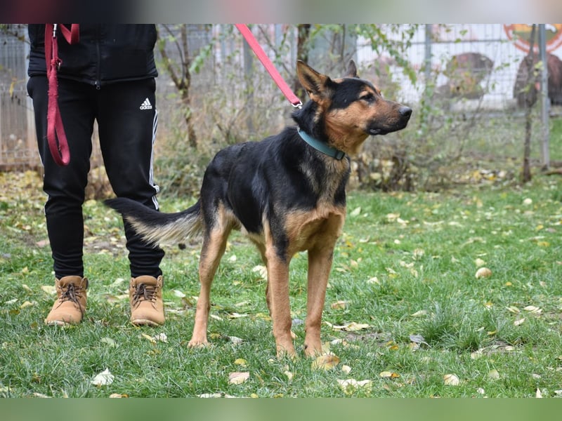 menschenbezogener Morris