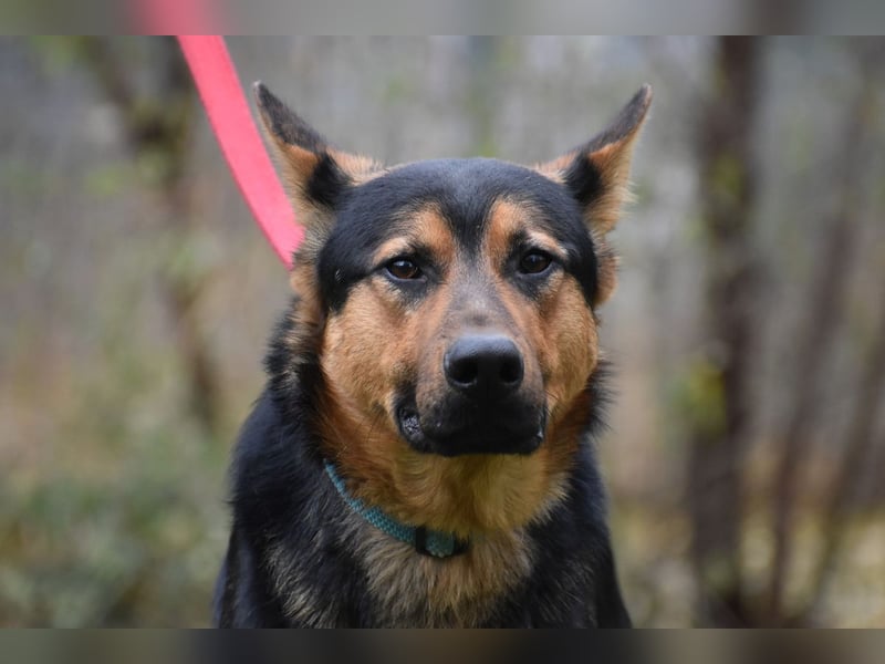 menschenbezogener Morris