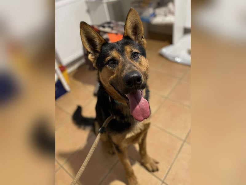 menschenbezogener Morris