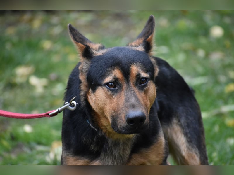 menschenbezogener Morris