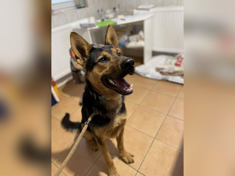 menschenbezogener Morris