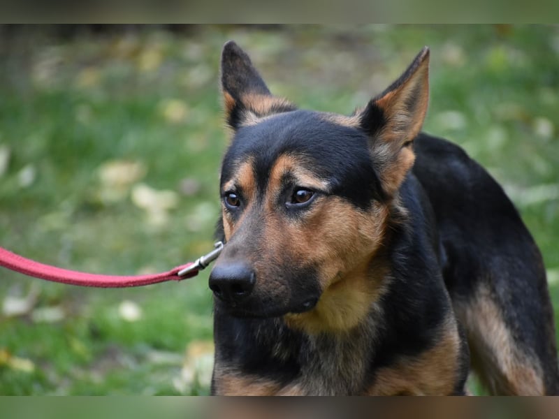 menschenbezogener Morris