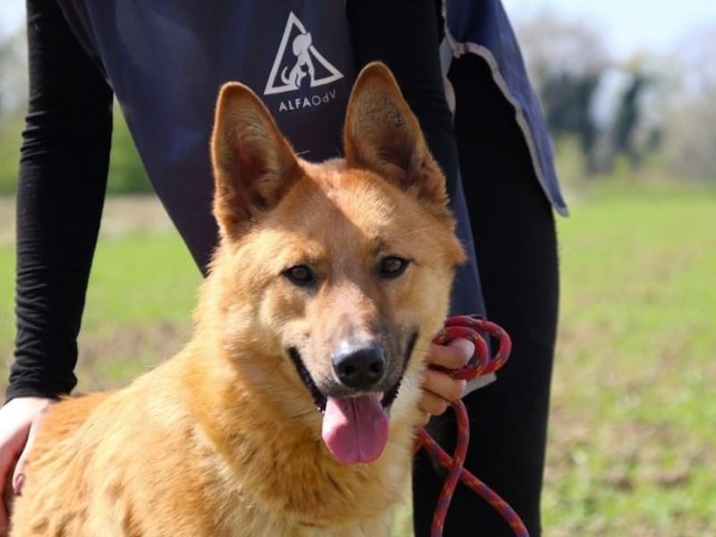 Lupetto - Da bist du ja