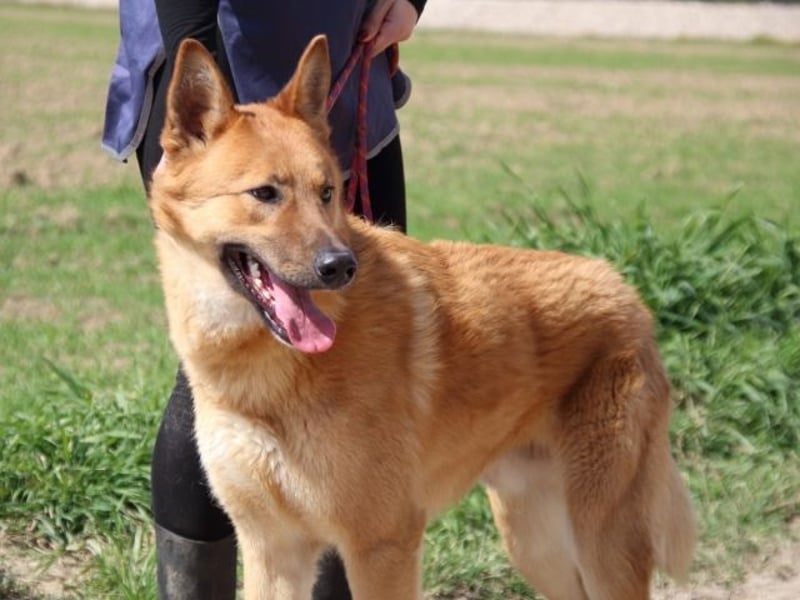 Lupetto - Da bist du ja