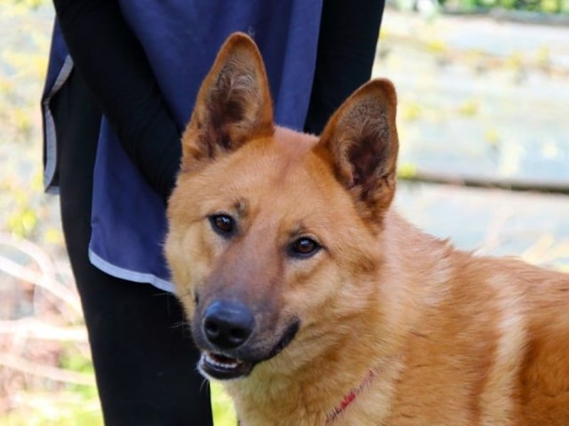 Lupetto - Da bist du ja