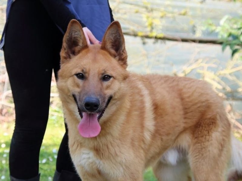 Lupetto - Da bist du ja