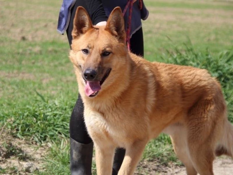 Lupetto - Da bist du ja