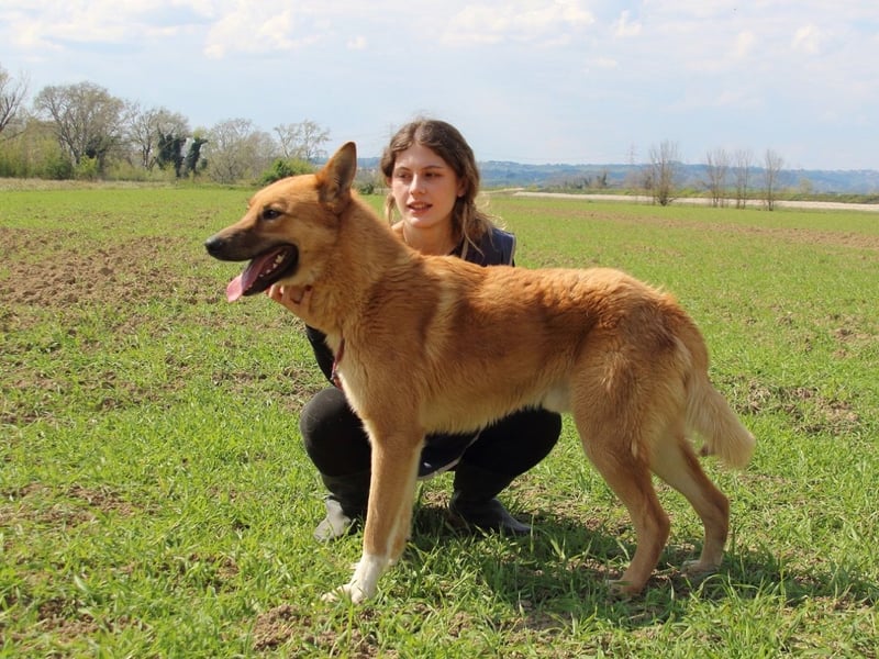 Lupetto - (Dringend Pflegestelle oder Zuhause gesucht)  Da bist du ja