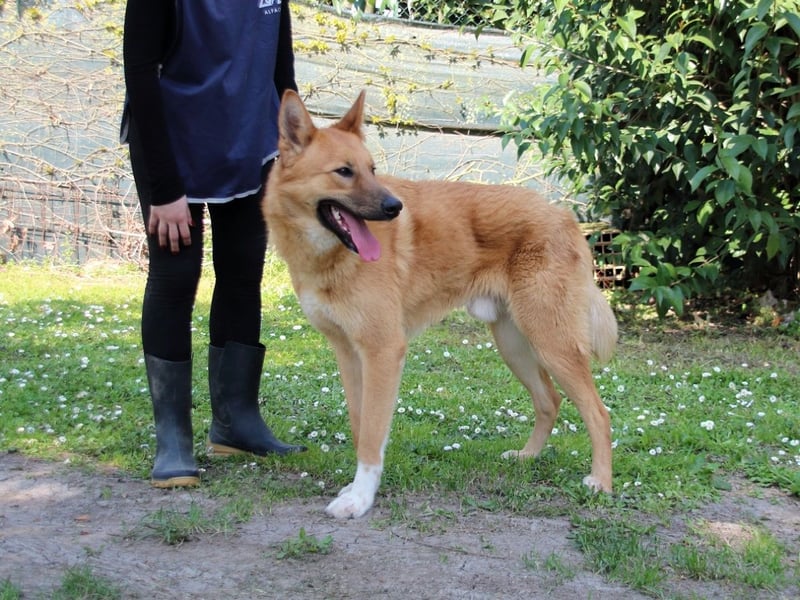 Lupetto - (Dringend Pflegestelle oder Zuhause gesucht)  Da bist du ja