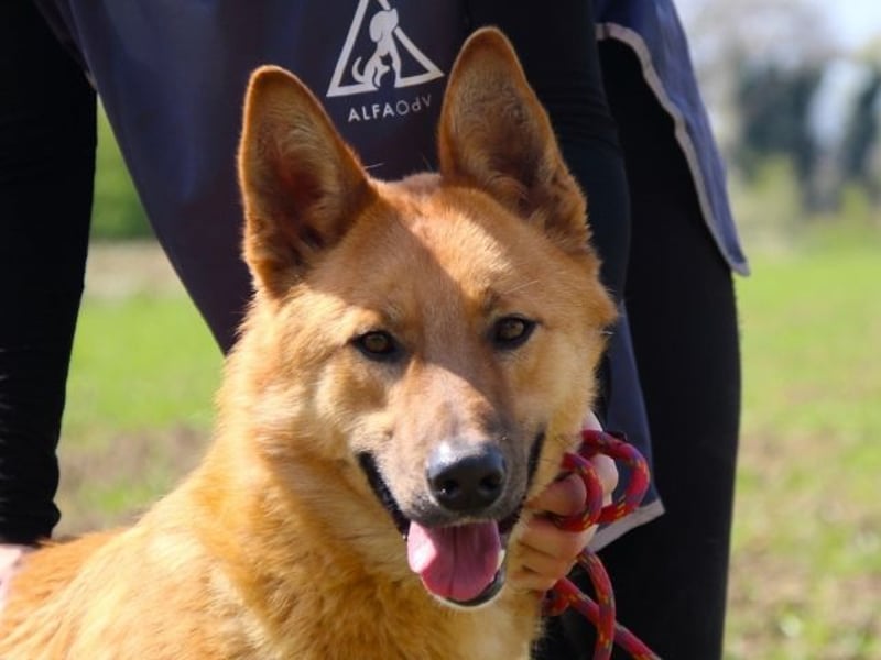 Lupetto - Da bist du ja