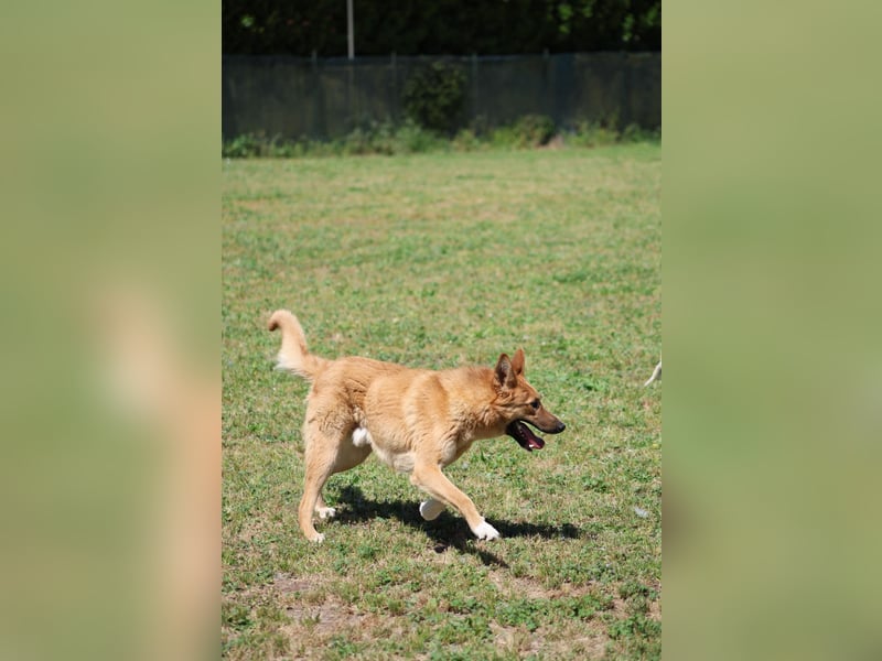 Lupetto - (Dringend Pflegestelle oder Zuhause gesucht)  Da bist du ja
