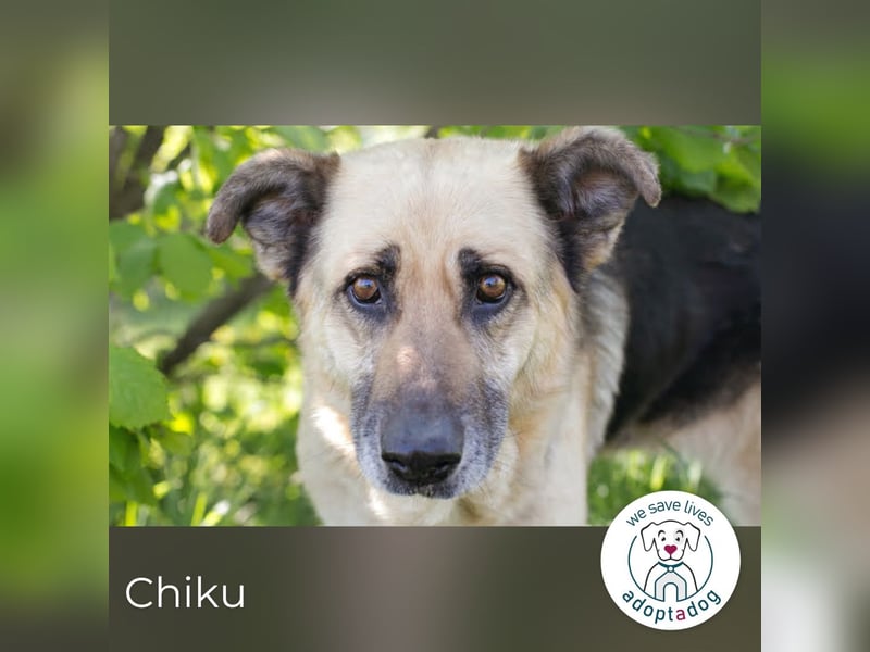 Chiku 2158880 sucht ein zu Hause