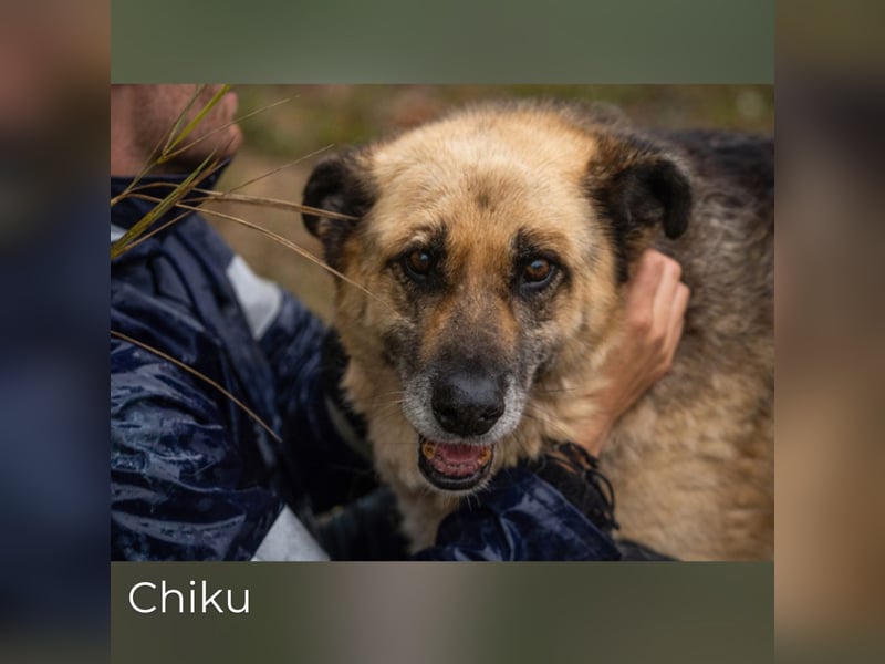 Chiku: Entspannt, entspannter, Chiku