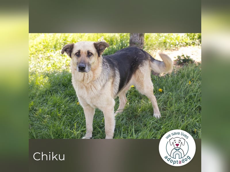 Chiku 2158880 sucht ein zu Hause
