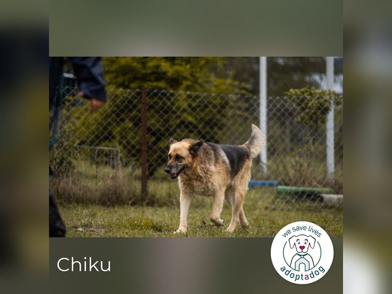 Chiku 2158880 sucht ein zu Hause