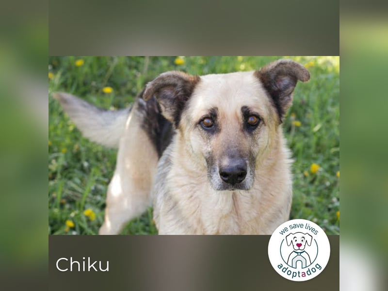 Chiku 2158880 sucht ein zu Hause
