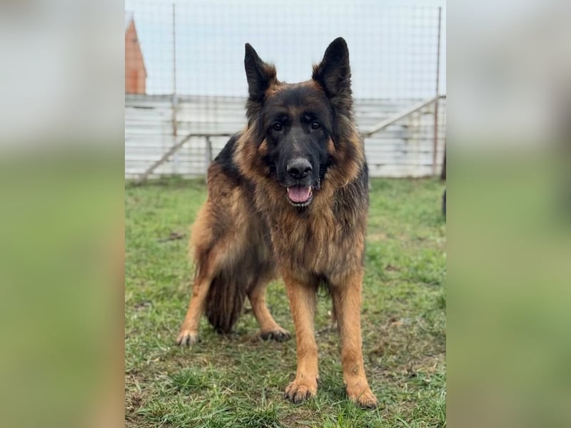 ❤️ Bronto ein Traumhund