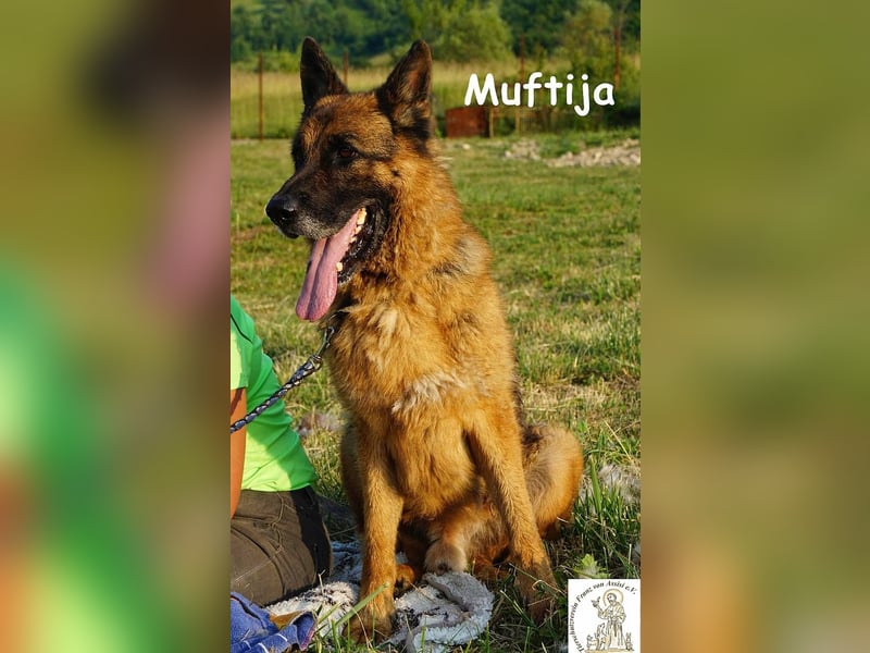 Muftija – Schau ihm in die Augen und du siehst alles was du brauchst!