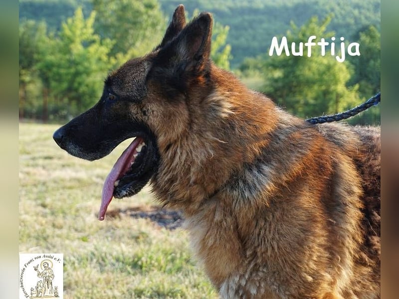 Muftija – Schau ihm in die Augen und du siehst alles was du brauchst!