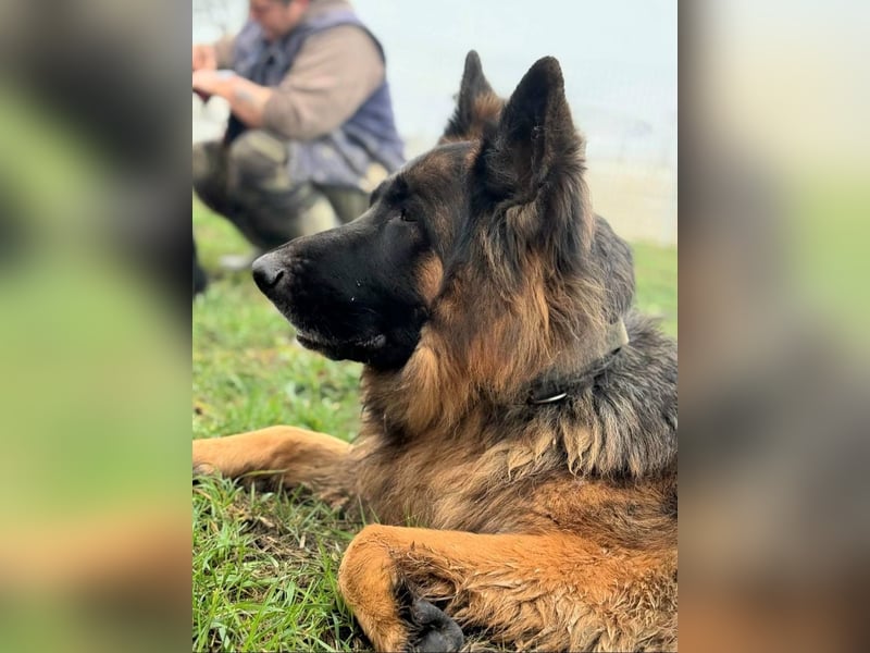 ❤️ Bronto ein Traumhund