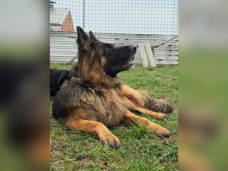 ❤️ Bronto ein Traumhund