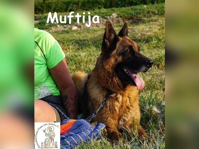 Muftija – Schau ihm in die Augen und du siehst alles was du brauchst!