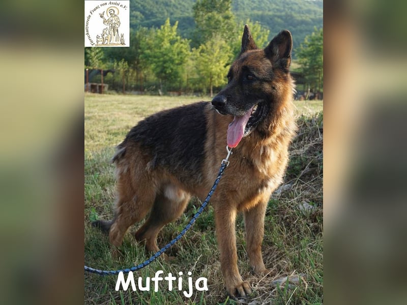 Muftija – Schau ihm in die Augen und du siehst alles was du brauchst!