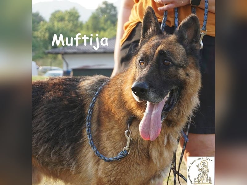 Muftija – Schau ihm in die Augen und du siehst alles was du brauchst!