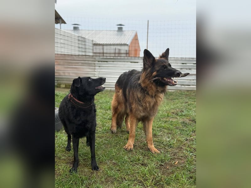 ❤️ Bronto ein Traumhund