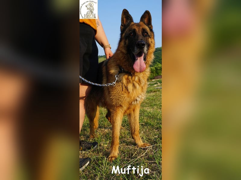 Muftija – Schau ihm in die Augen und du siehst alles was du brauchst!