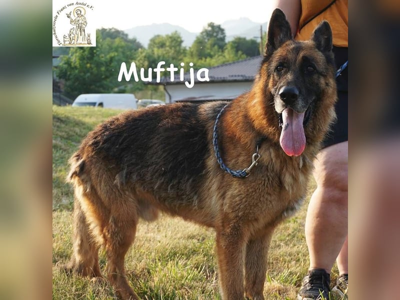 Muftija – Schau ihm in die Augen und du siehst alles was du brauchst!