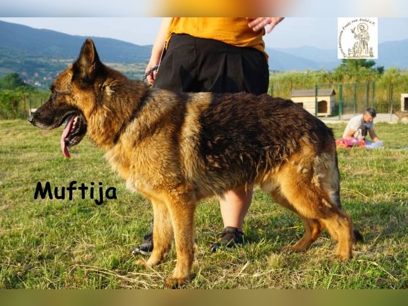 Muftija – Schau ihm in die Augen und du siehst alles was du brauchst!