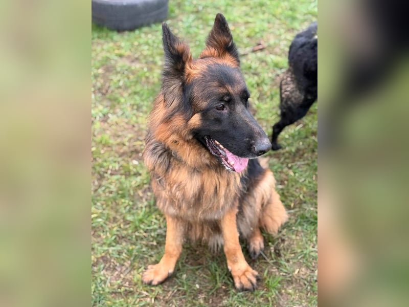 ❤️ Bronto ein Traumhund