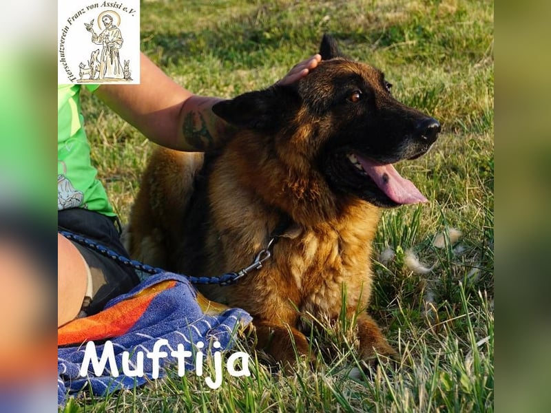 Muftija – Schau ihm in die Augen und du siehst alles was du brauchst!