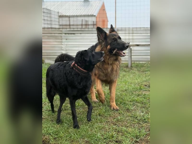 ❤️ Bronto ein Traumhund