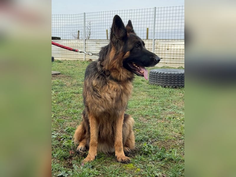 ❤️ Bronto ein Traumhund